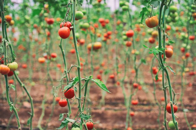 Bella pianta di pomodori sul ramo in serra in primo piano, pomodori organici