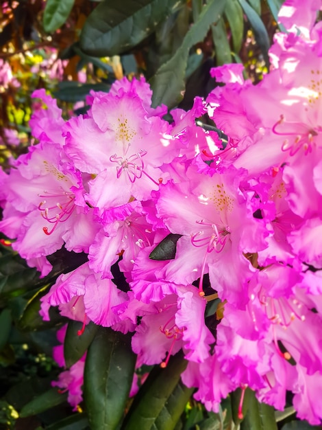 Bella pianta di rododendro con fiori profumati nel parco primaverile.