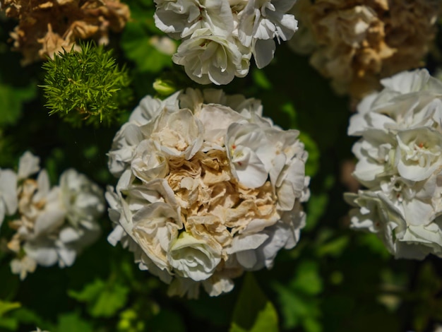 Bella pianta di rose in natura