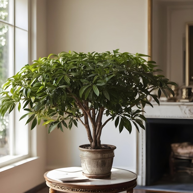 Bella pianta di Schefflera in una stanza in stile classico