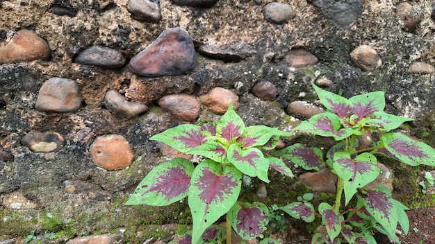 bella pianta frondosa con sfondo muro di pietra