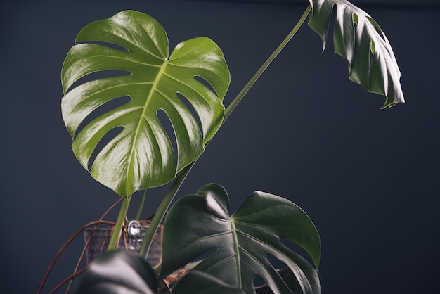 bella pianta mostruosa in un interno scuro