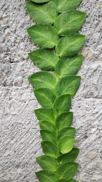 Bella pianta rampicante verde balinese tropicale su un muro di cemento grigio