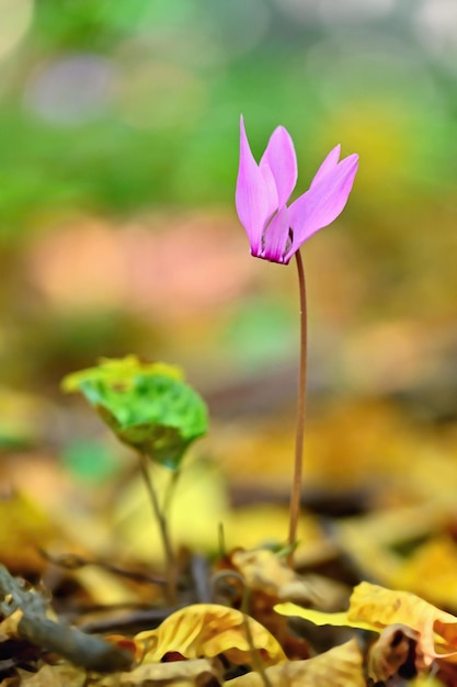 Bella pianta rosa nella foresta Sfondo colorato naturale Cyclamen purpurascens