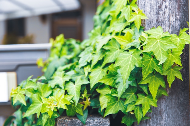 Bella pianta strisciante verde della foglia di vite nella città del Giappone.