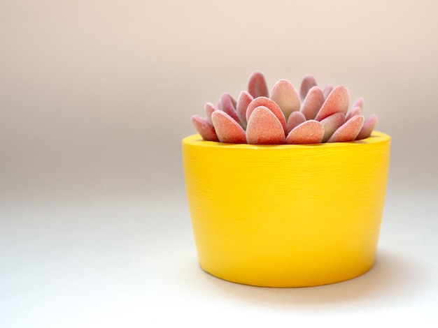 Bella pianta succulenta rosa in fioriera rotonda gialla in cemento Vaso in cemento dipinto per la decorazione domestica