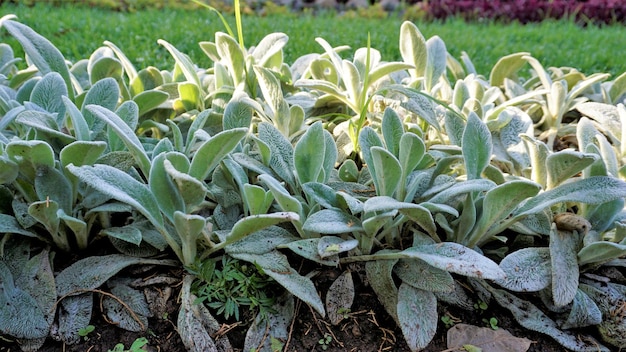 Bella pianta tappezzante Stachys byzantina conosciuta anche come orecchio di agnello Ortica lanosa ecc