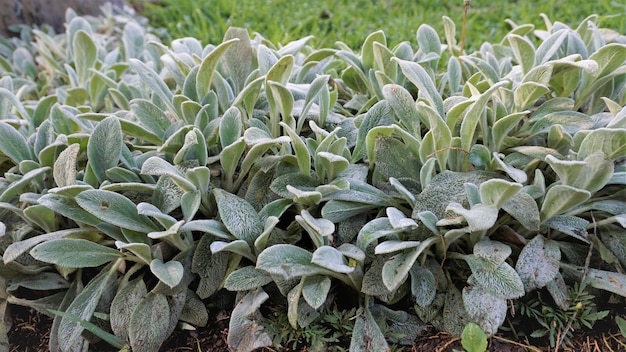 Bella pianta tappezzante Stachys byzantina conosciuta anche come orecchio di agnello Ortica lanosa ecc