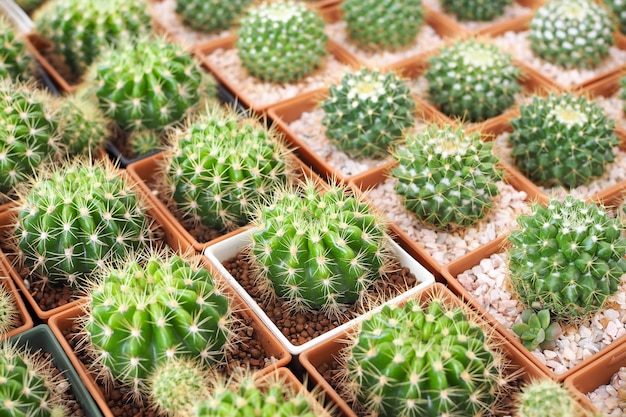 Bella pianta verde del cactus in vaso da fiori marrone per fondo