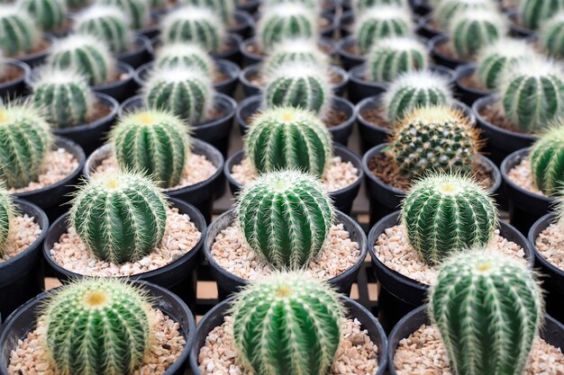 Bella pianta verde del cactus in vaso da fiori