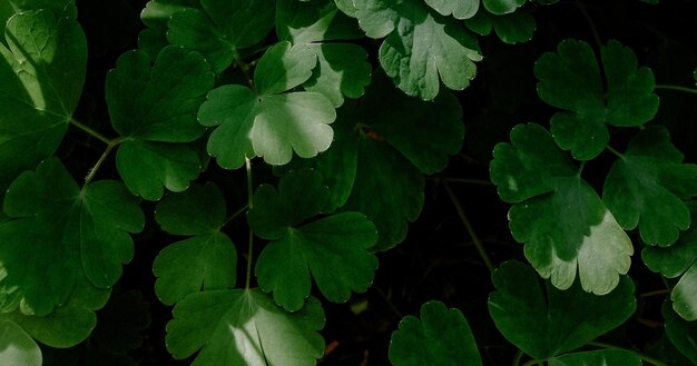 bella pianta verde naturale