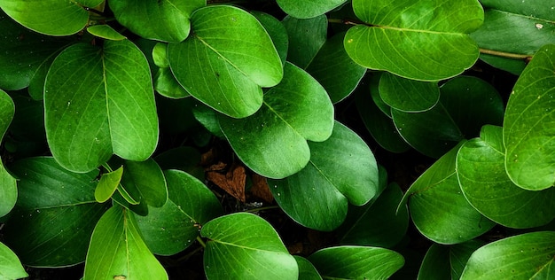 bella pianta verde naturale