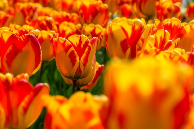 Bella piantagione di campo di tulipani. Coltivazione commerciale di tulipani nel giardino botanico