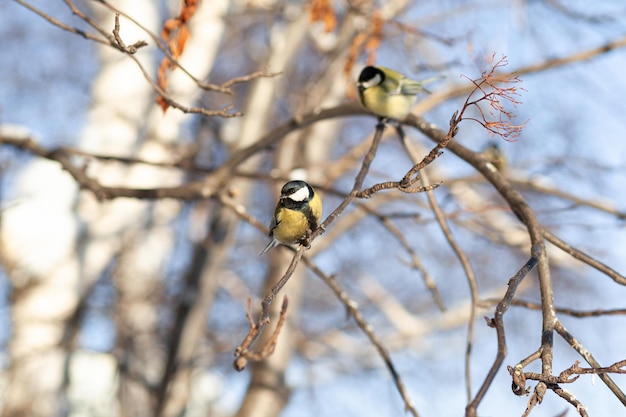 bella piccola cincia si siede su un ramo in inverno e vola per il cibo Anche altri uccelli sono seduti
