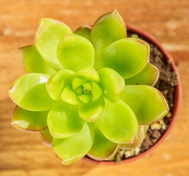 Bella piccola pianta succulenta in un piccolo vaso di fiori