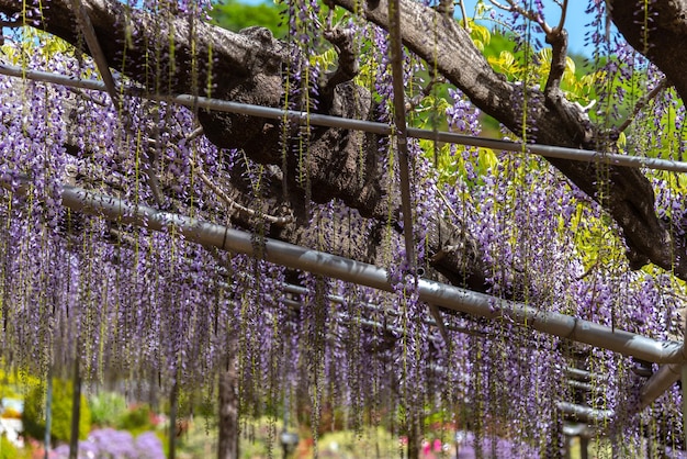 Bella piena fioritura di fiori di glicine rosa viola alberi di traliccio fiori in primavera giornata di sole