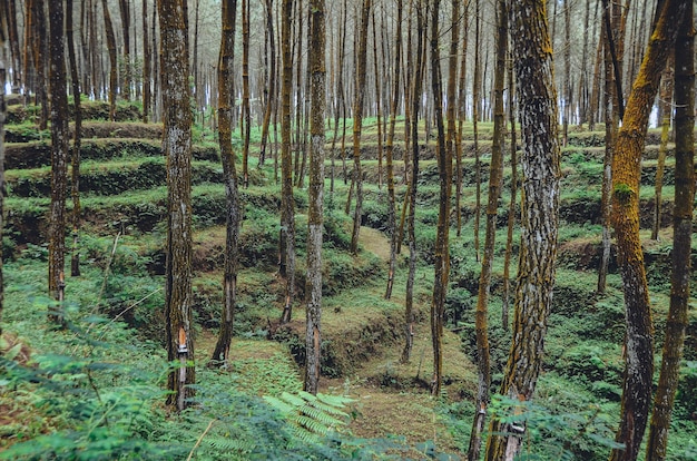 bella pineta alle pendici del monte.