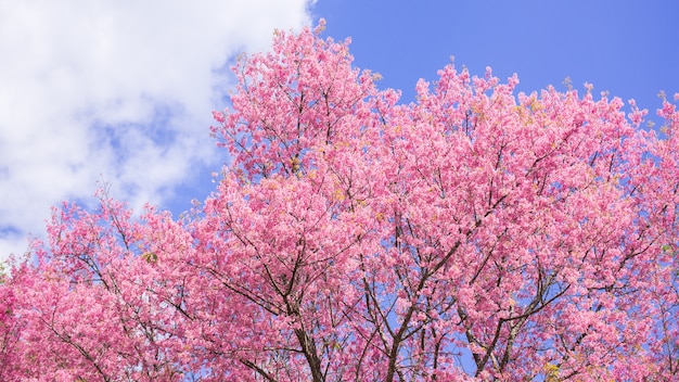 Bella primavera Cherry Blossom e cielo blu del mattino.