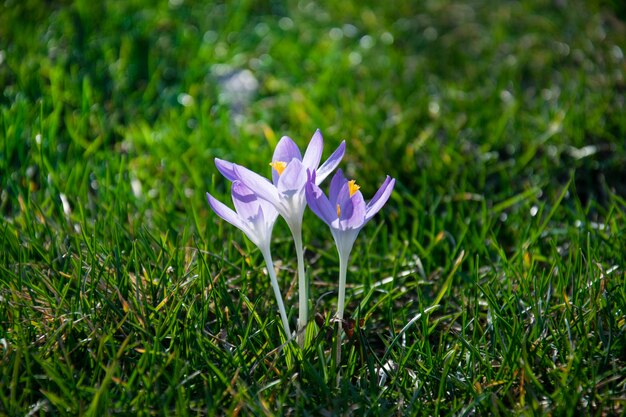 Bella primavera crochi viola, bianchi, gialli su un prato verde