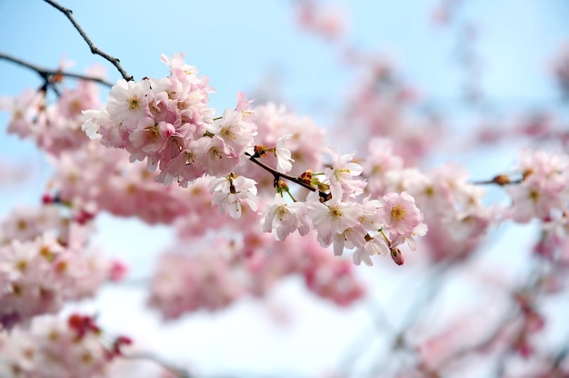 Bella primavera fiori di ciliegio in fiore