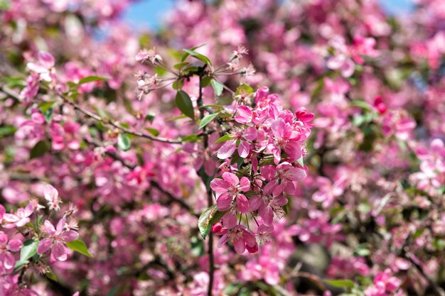 Bella primavera fiori di ciliegio Petali di fiori rosa spa sfondo sakura fiore di ciliegio design romantico sfondo Primavera o estate Sakura ramo in primavera festa della donna vendita fiore di melo