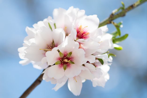 Bella primavera floreale con rami di mandorlo in fiore, bokeh, sfocato e trama