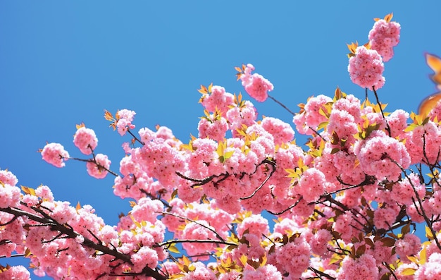 Bella primavera floreale sfondo astratto del fiore di ciliegio della natura Sacura cherrytree per pasqua e