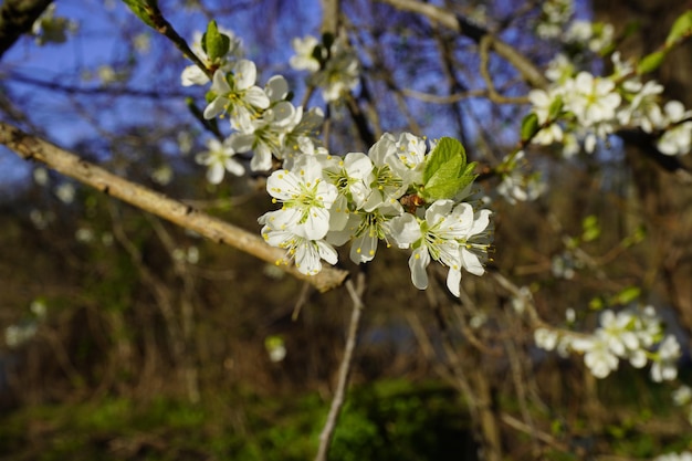 Bella primavera floreale sfondo astratto della natura Rami di fioritura e calabrone