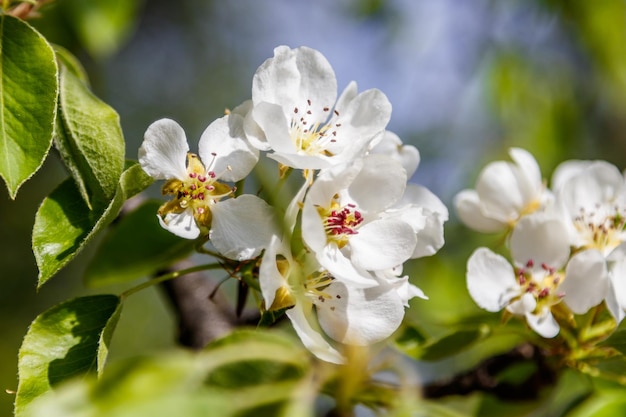 Bella primavera rami di albero in fiore con fiori bianchi macro