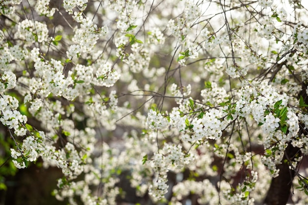 Bella primavera rami di ciliegio in fiore sulla natura sfondo astratto. Messa a fuoco selettiva. Sorgente di immagini romantiche da sogno, spazio di copia.