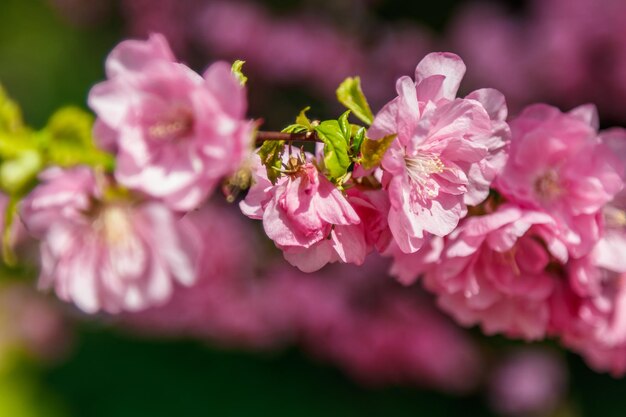 Bella primavera sakura nella macro dei raggi del sole