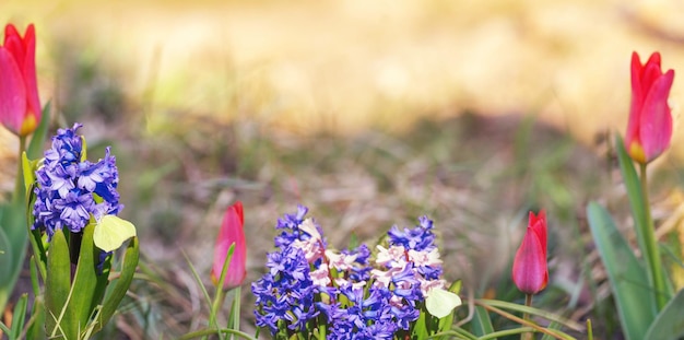 Bella primavera sfondo naturale con fiori tulipani giacinti farfalle in erba contro l'alba del mattino