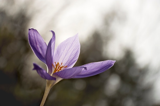 bella primavera viola croco soft focus bokeh