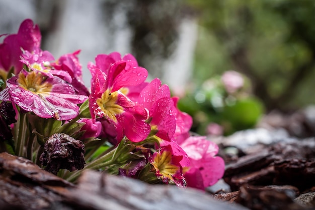 Bella primula acauliscolorful fiori gialli rossi con foglie verdi in giardino ornamentale