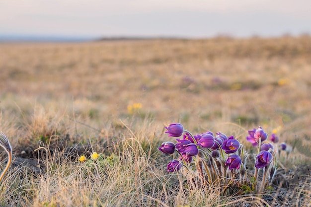 Bella Pulsatilla o fiore di primavera pasque