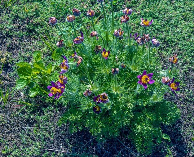 Bella Pulsatilla vulgaris in giardino in primavera Pulsatilla Vulgaris pasqueflower è una specie