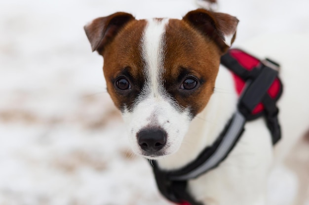 Bella ragazza del ritratto del primo piano del Jack Russell del cane