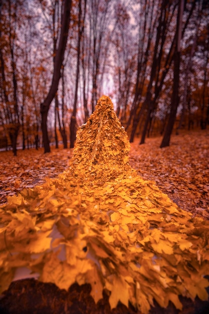 Bella ragazza rossa come un autunno nel mantello di foglie nella foresta