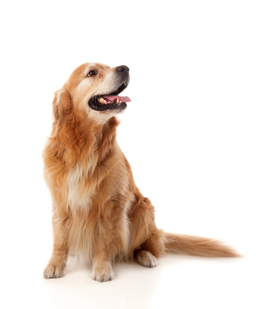 Bella razza di cane Golden Retriever