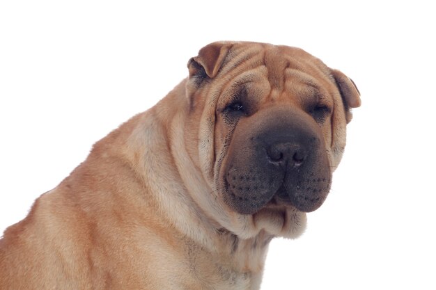 Bella razza di cane Shar Pei