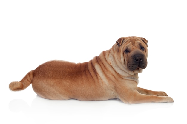 Bella razza di cane Shar Pei