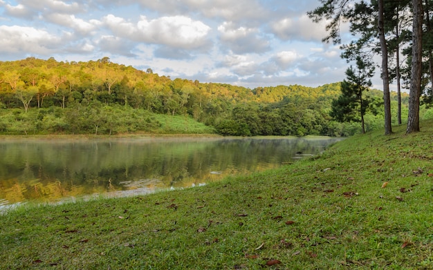 Bella riflessione del pino in un lago