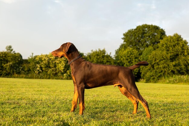 Bella ripresa di un Dobermann in piedi sull'erba