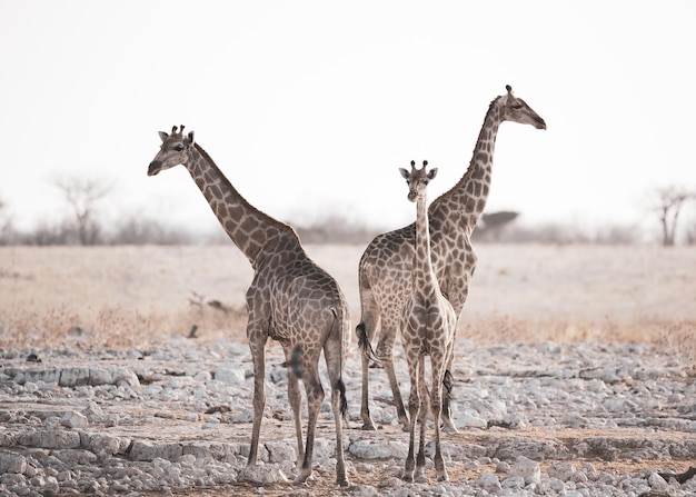 Bella ripresa di un gruppo di giraffe in un campo