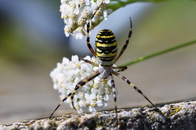 Bella ripresa macro di un ragno su un fiore nel wildxDxAArgiope bruennichi