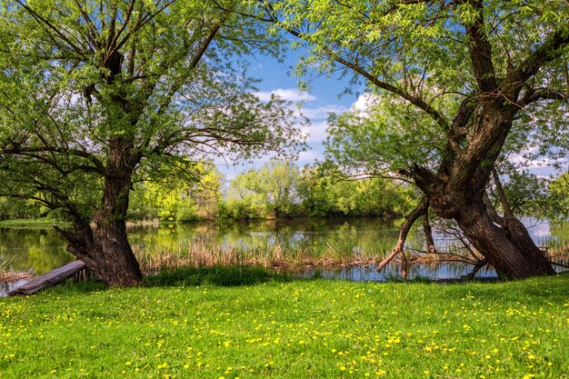 Bella riva del fiume primaverile durante il giorno, cielo blu, erba verde, alberi in fiore