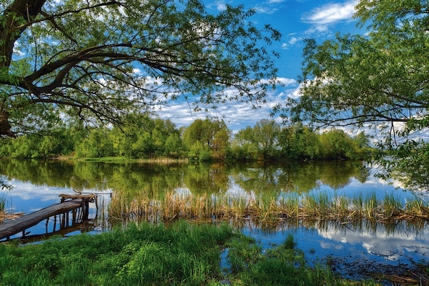 Bella riva del fiume primaverile durante il giorno, cielo blu, erba verde, alberi in fiore