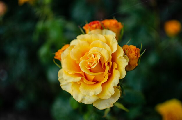 Bella rosa arancio che cresce nel giardino.