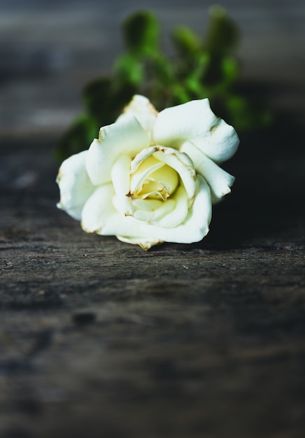 Bella rosa bianca asciutta sul fondo di legno di lerciume