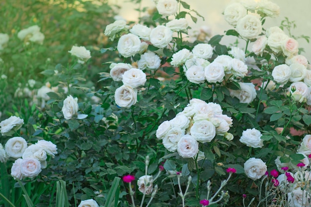 Bella rosa bianca in un giardino Giardino con rose bianche fresche Bellissimi fiori bianchi